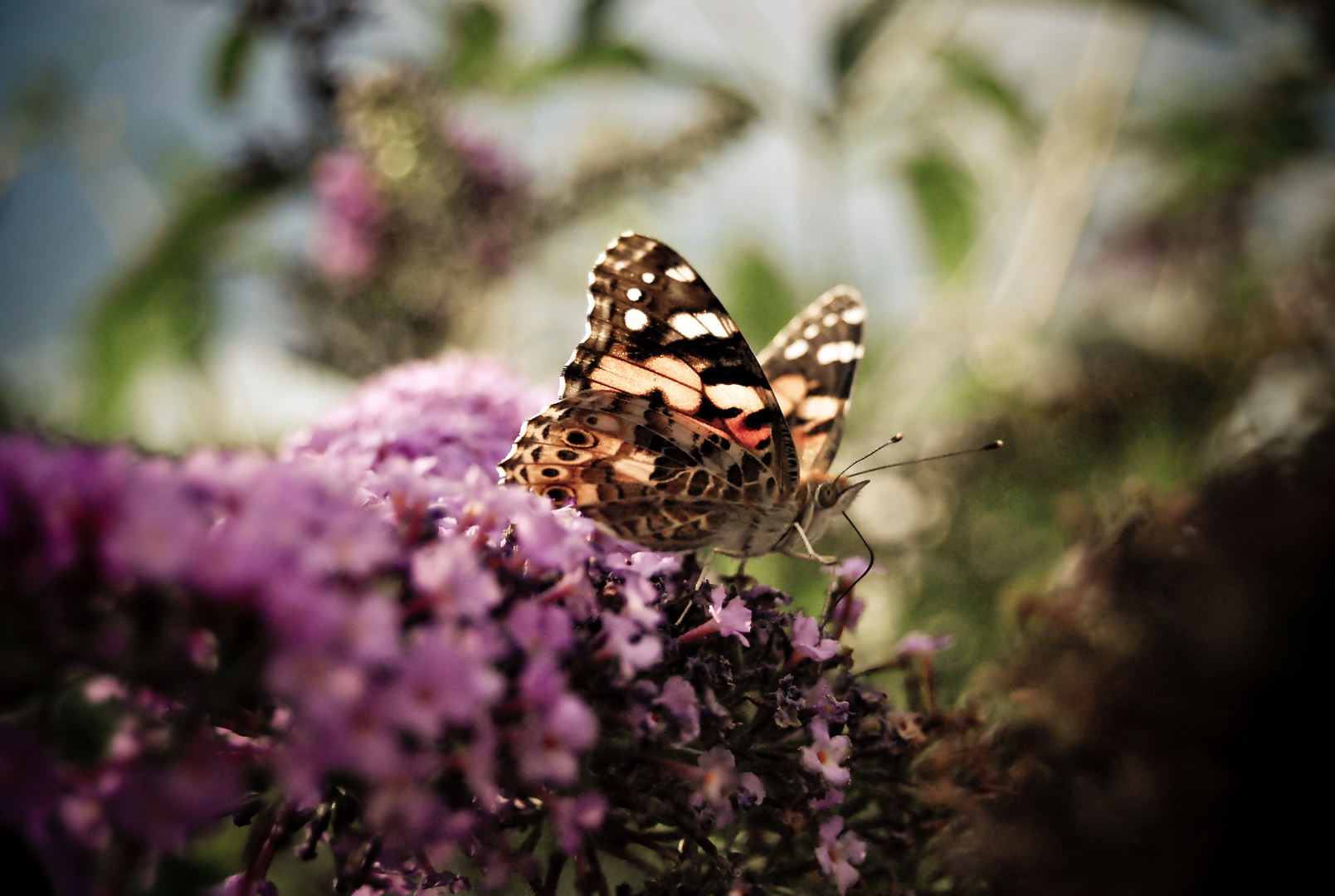 Schmetterling