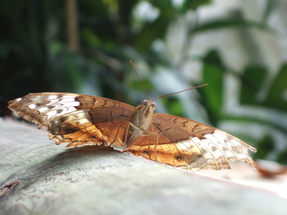 Schmetterling