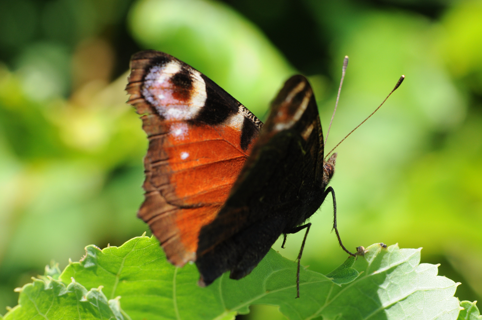 Schmetterling