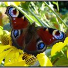 Schmetterling