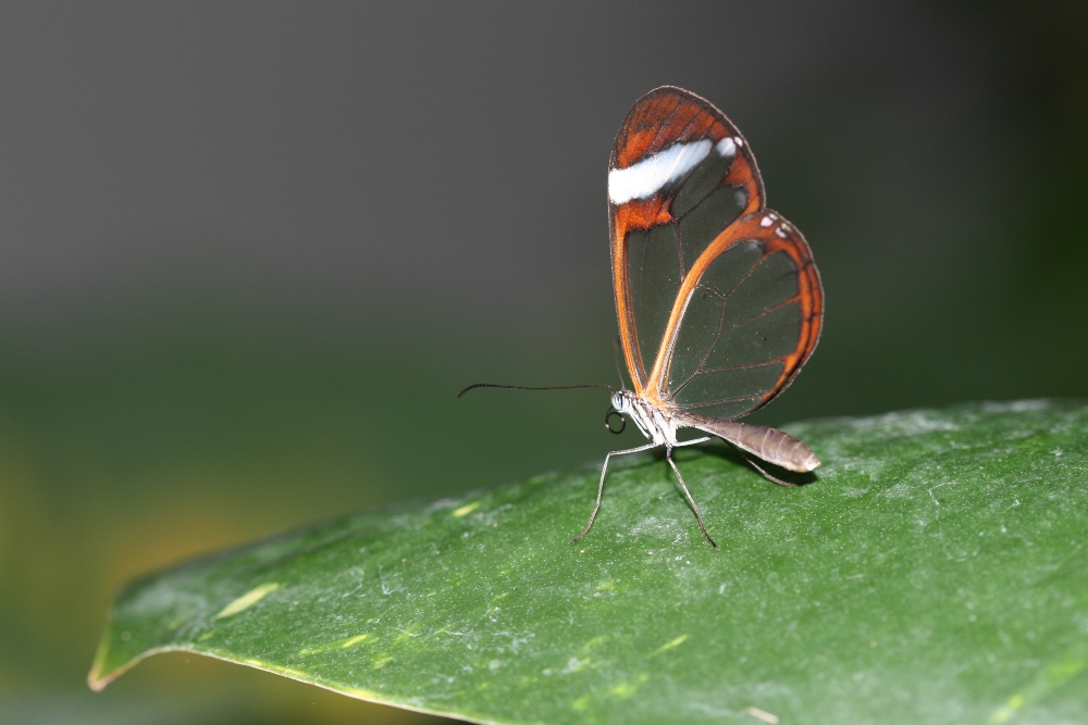 Schmetterling