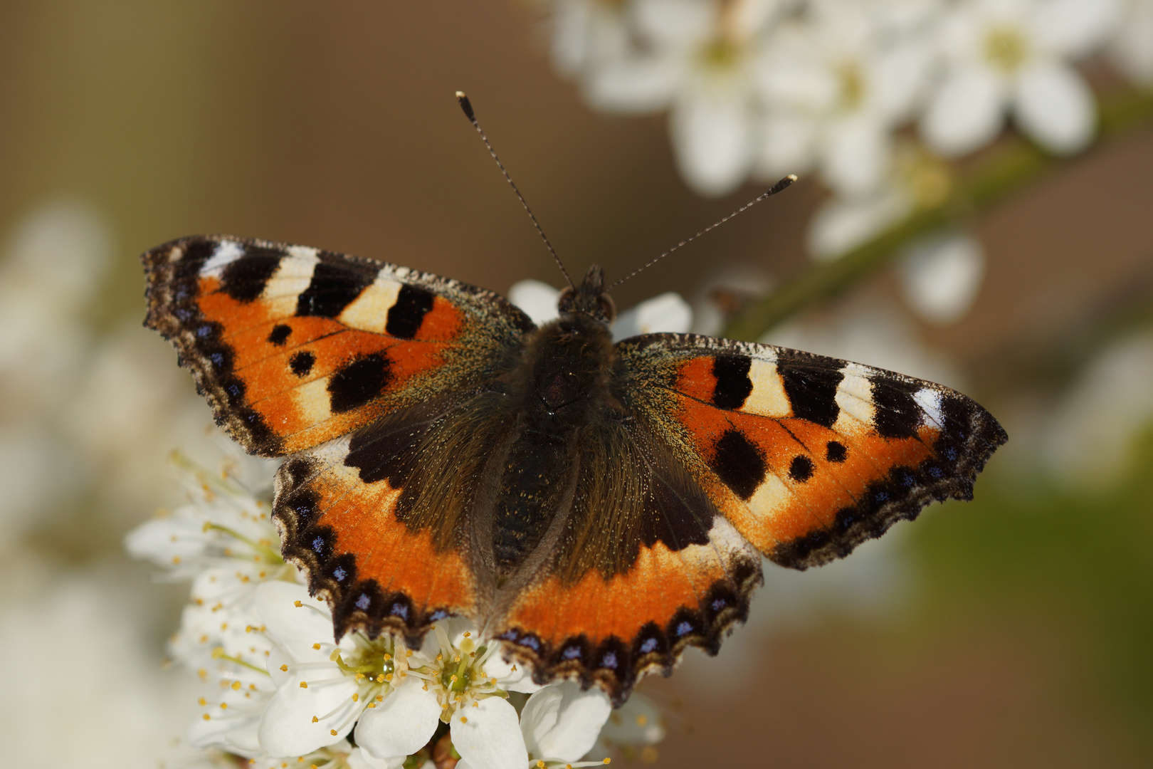 Schmetterling