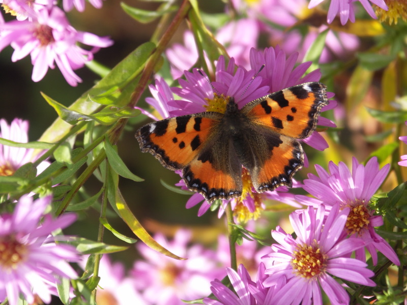 Schmetterling