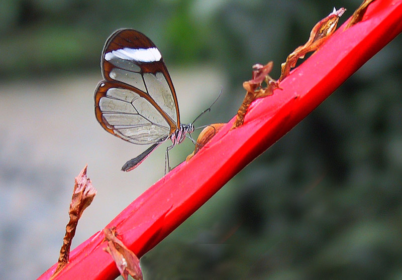 Schmetterling