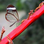 Schmetterling