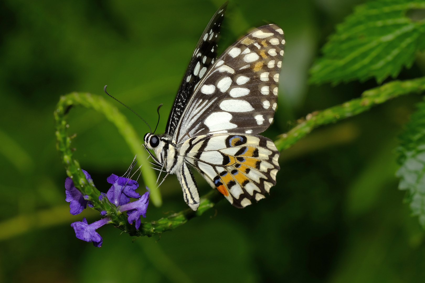 Schmetterling