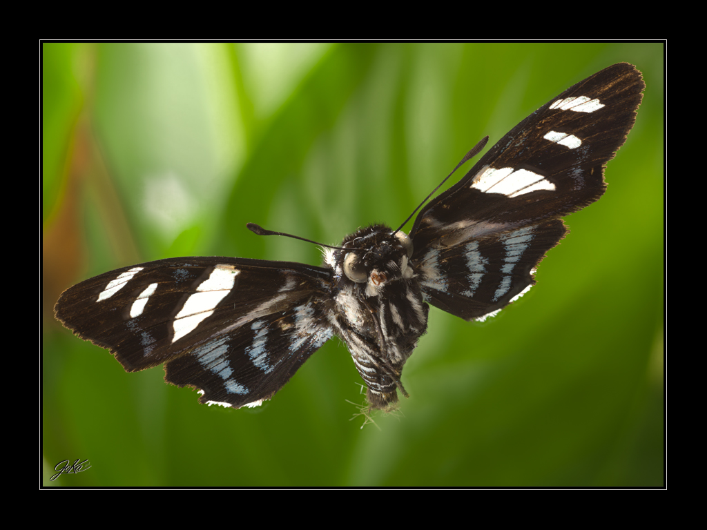 Schmetterling #3423 - Phocides pigmalion -