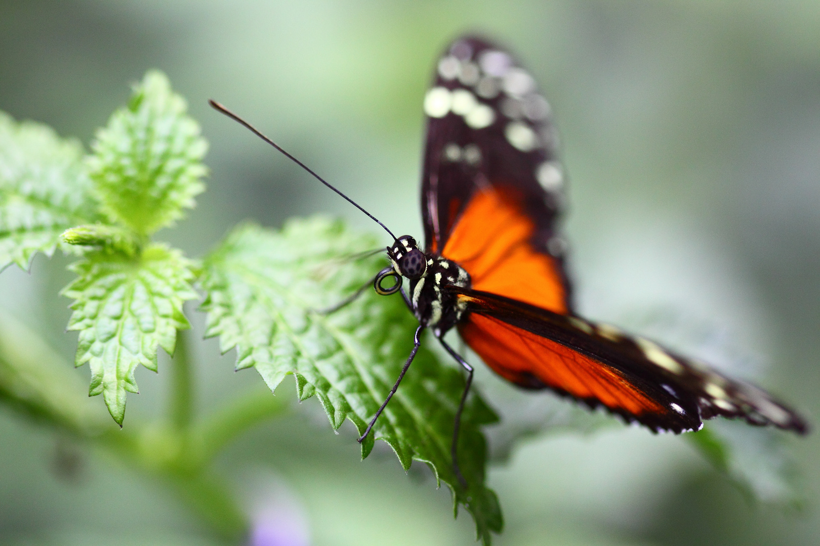 Schmetterling