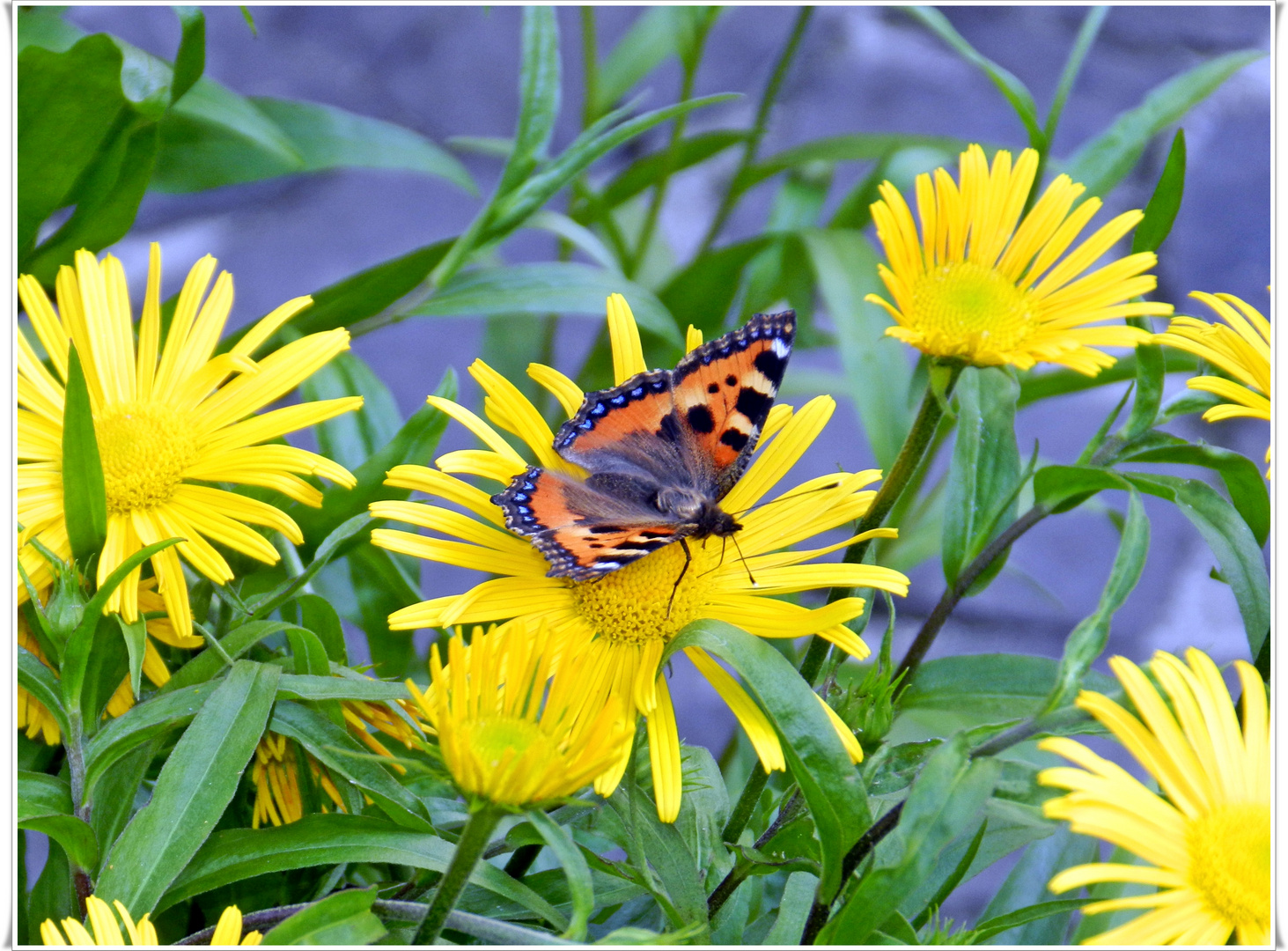 Schmetterling