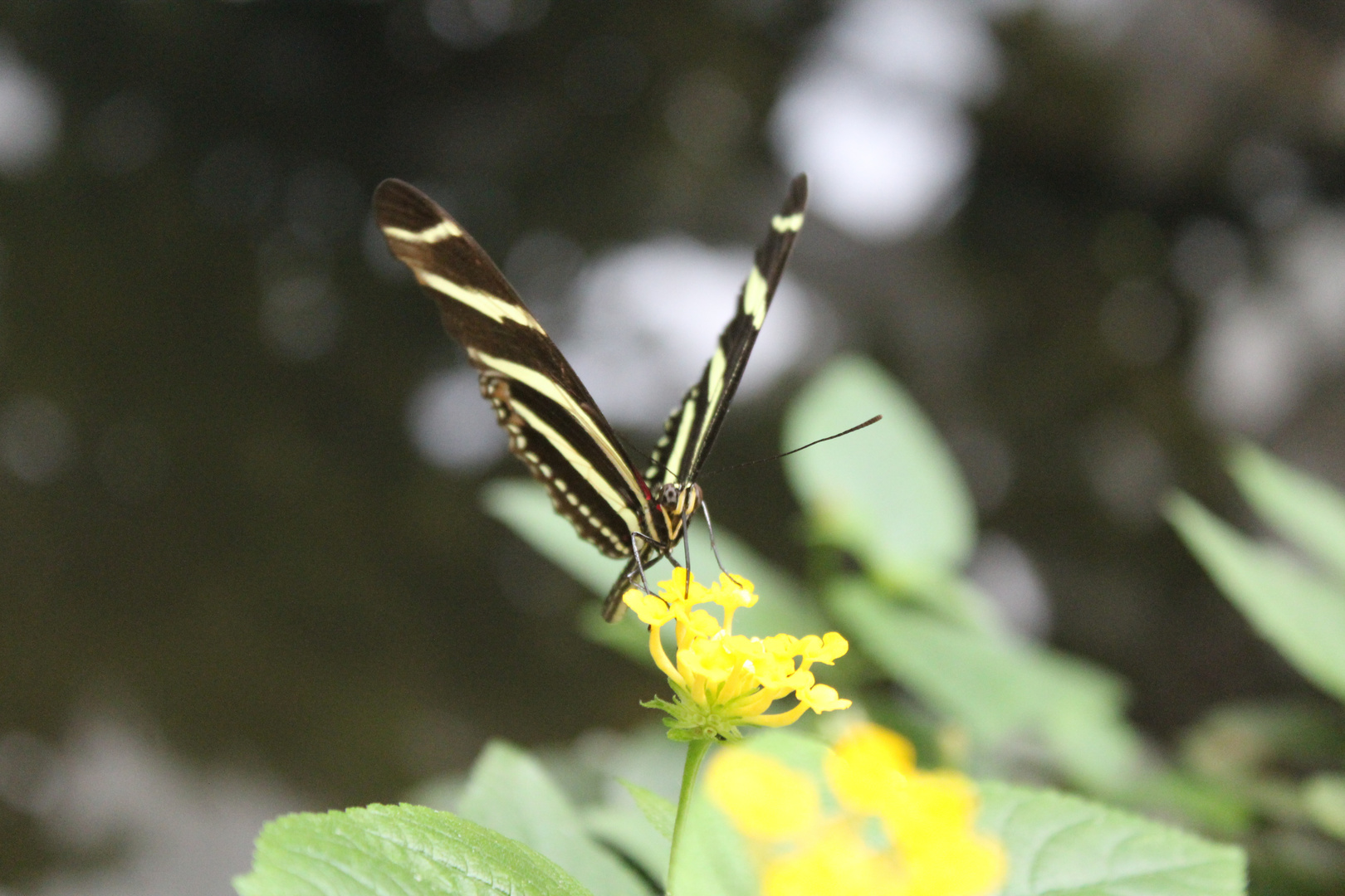 Schmetterling