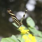 Schmetterling