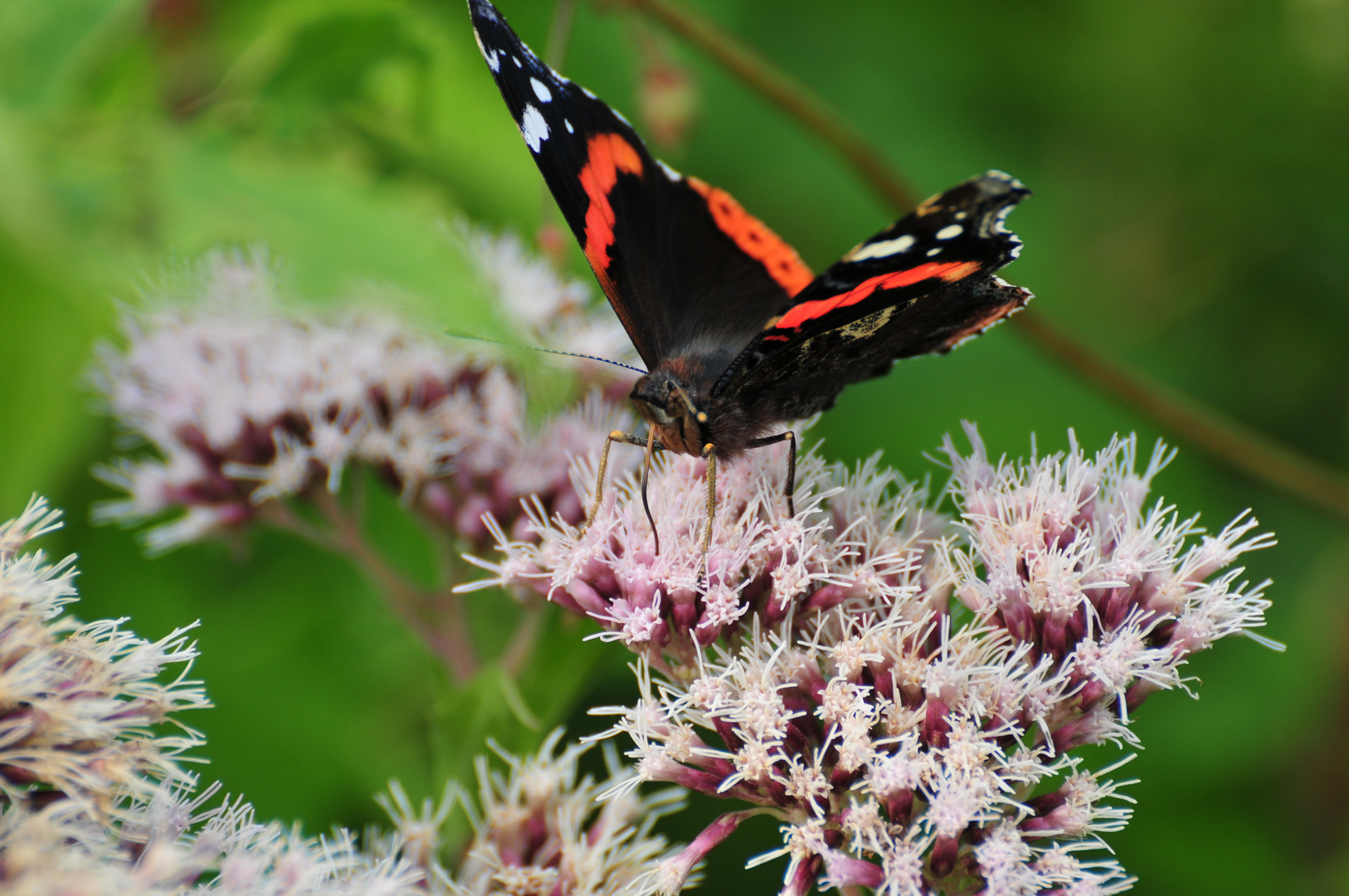 Schmetterling