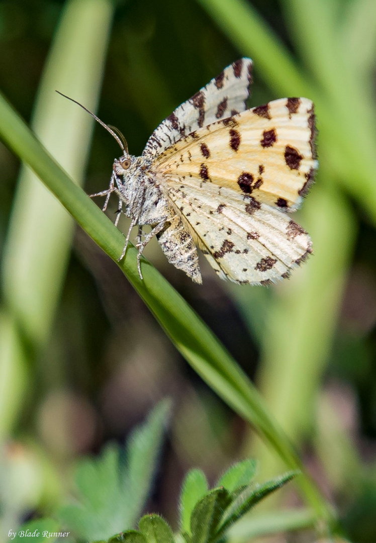 Schmetterling