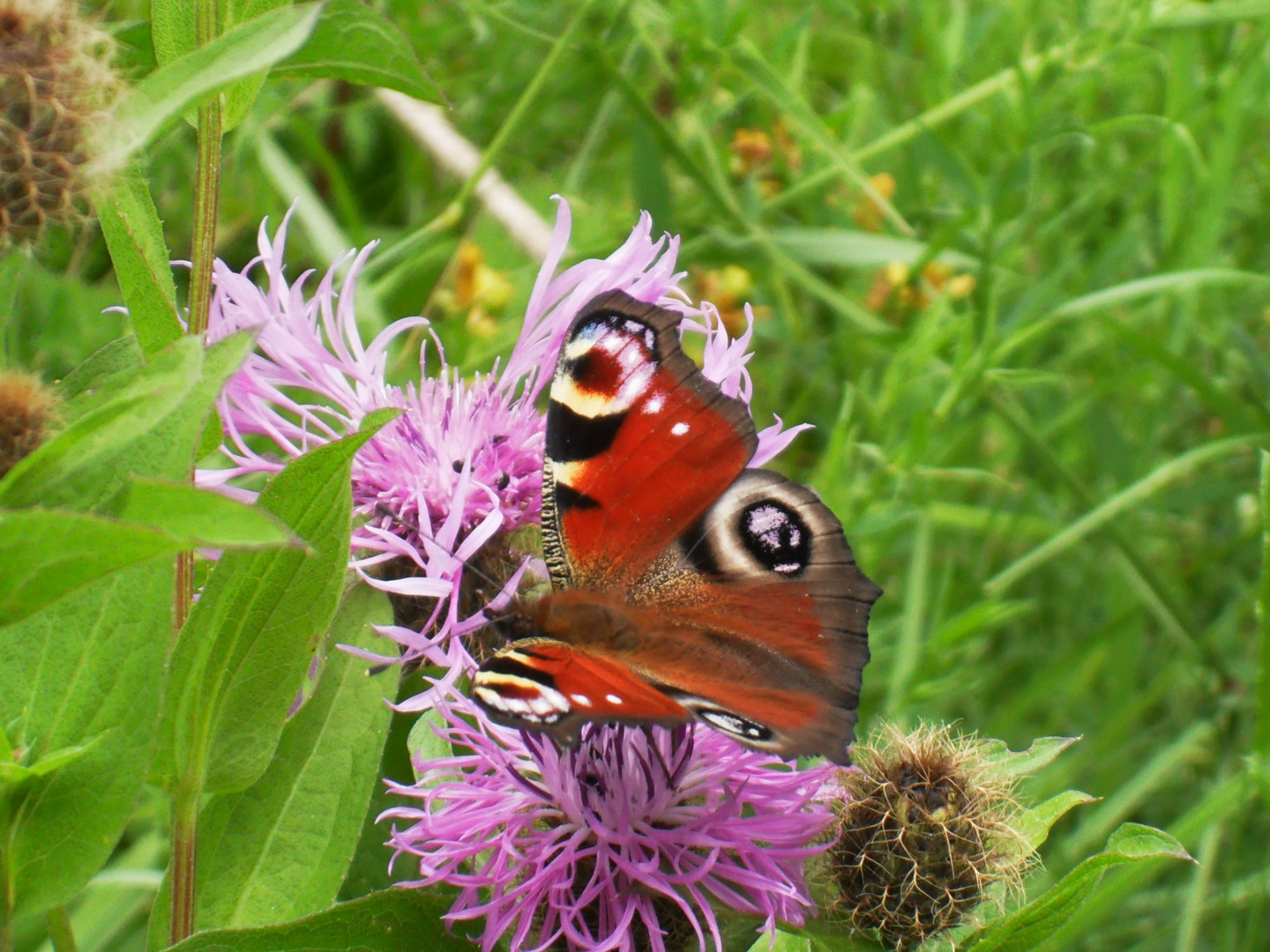 Schmetterling