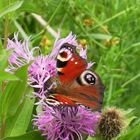 Schmetterling