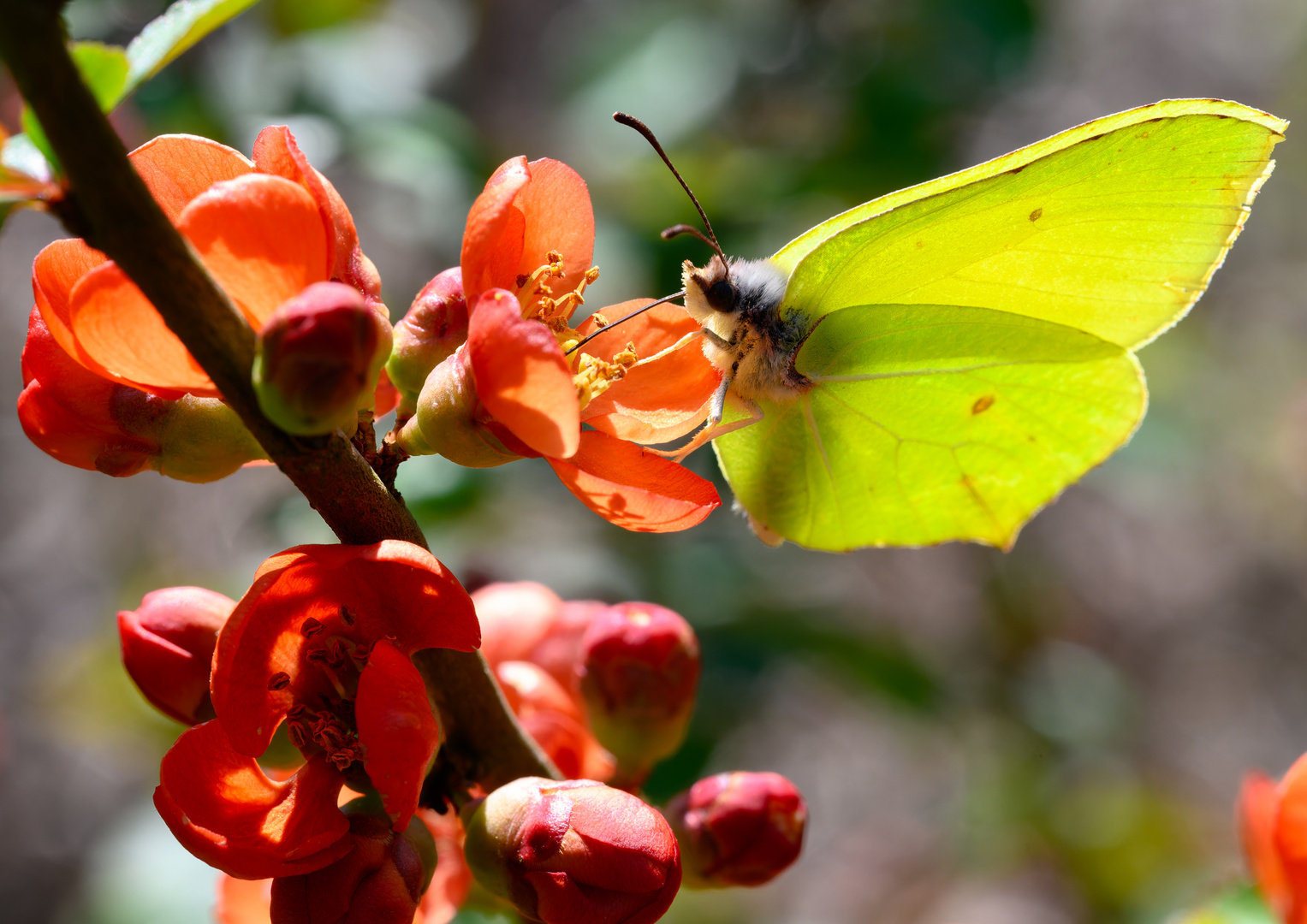 Schmetterling