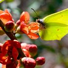 Schmetterling