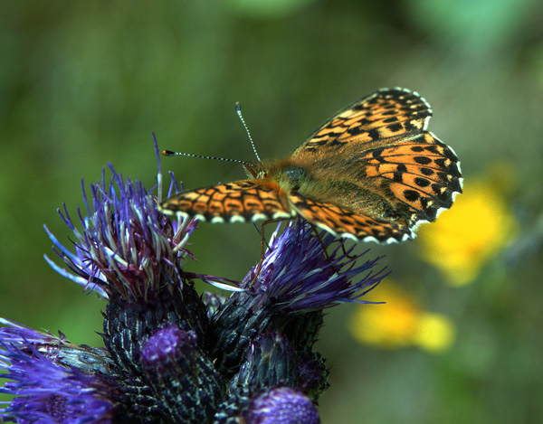 Schmetterling