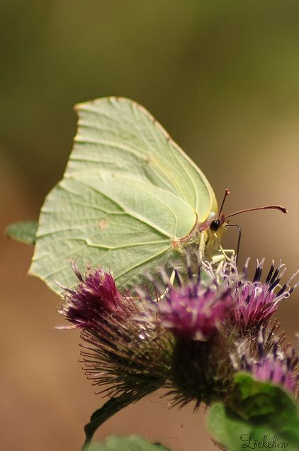 Schmetterling