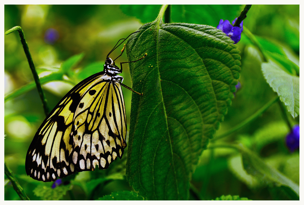 Schmetterling