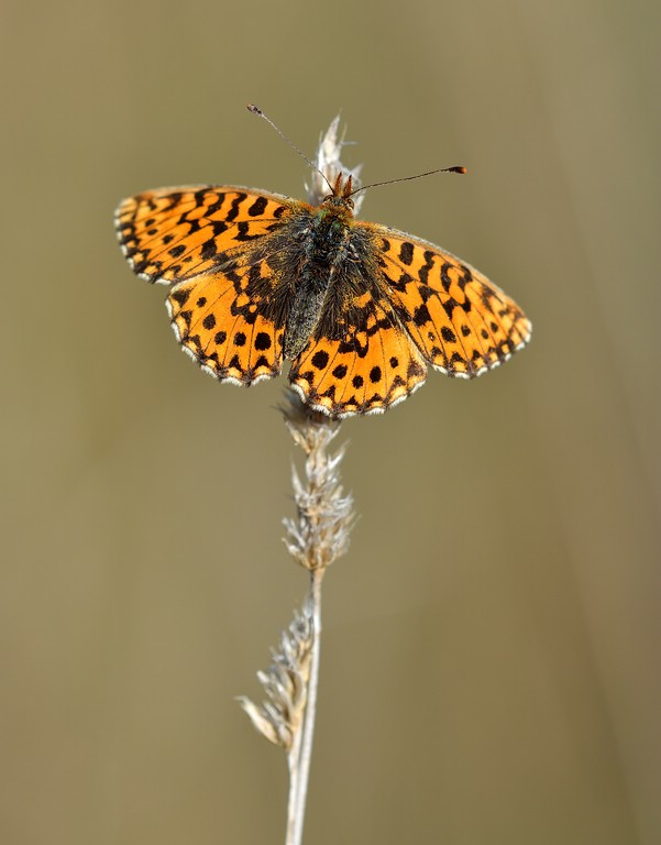 Schmetterling