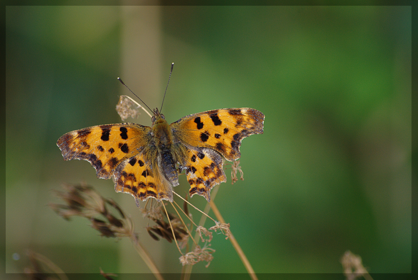 Schmetterling