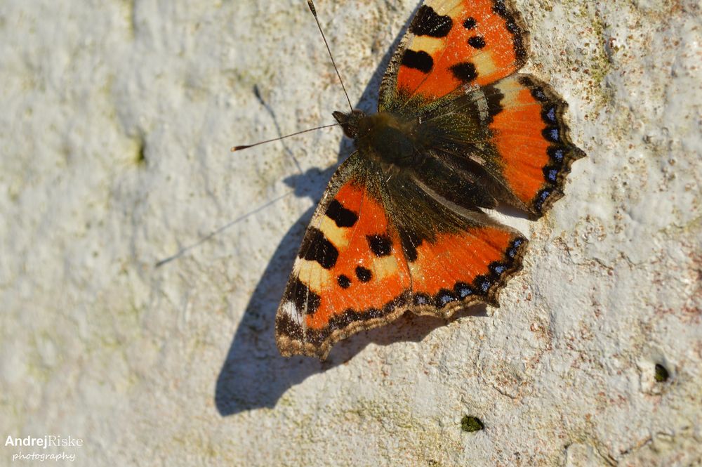 Schmetterling