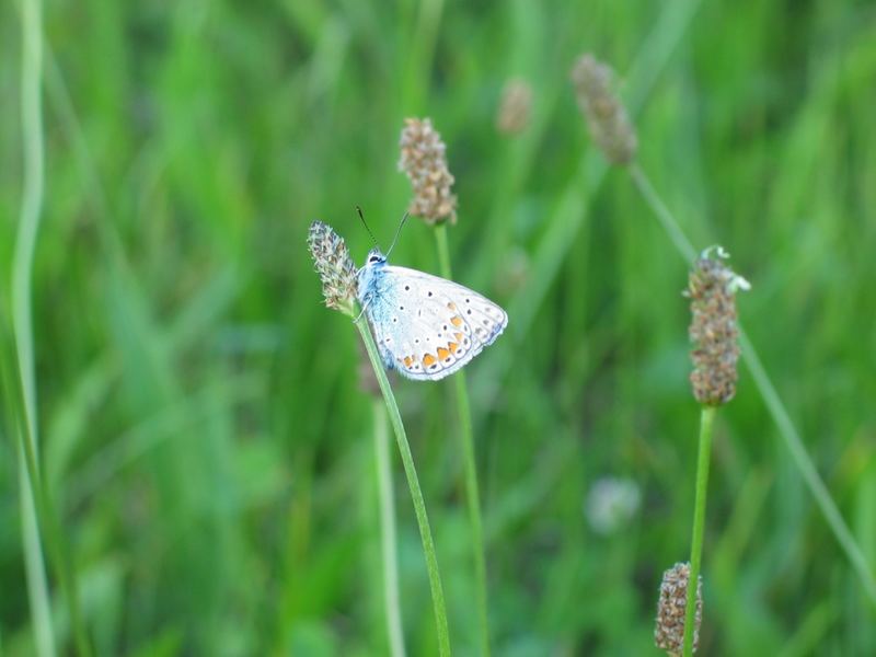 Schmetterling