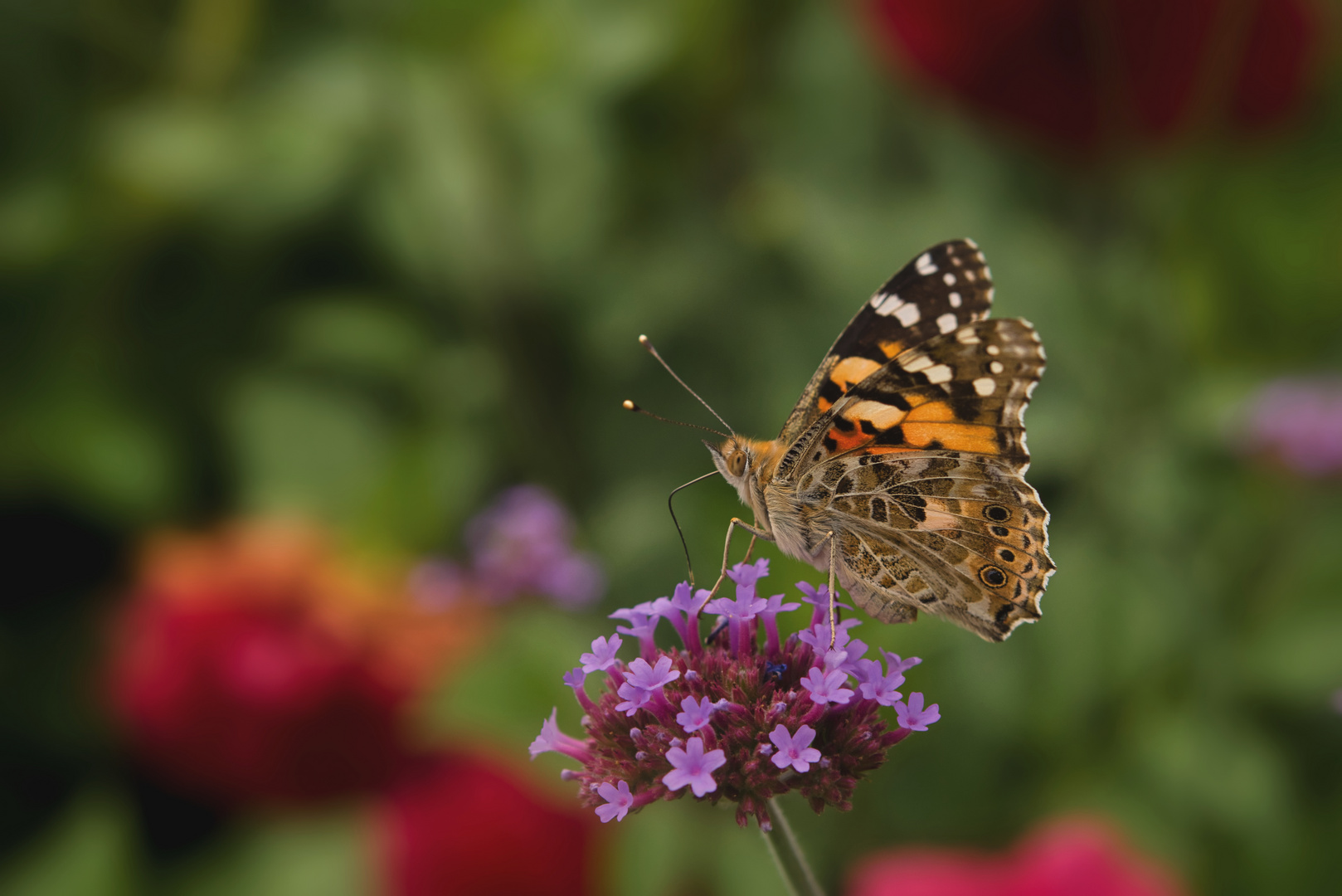 Schmetterling