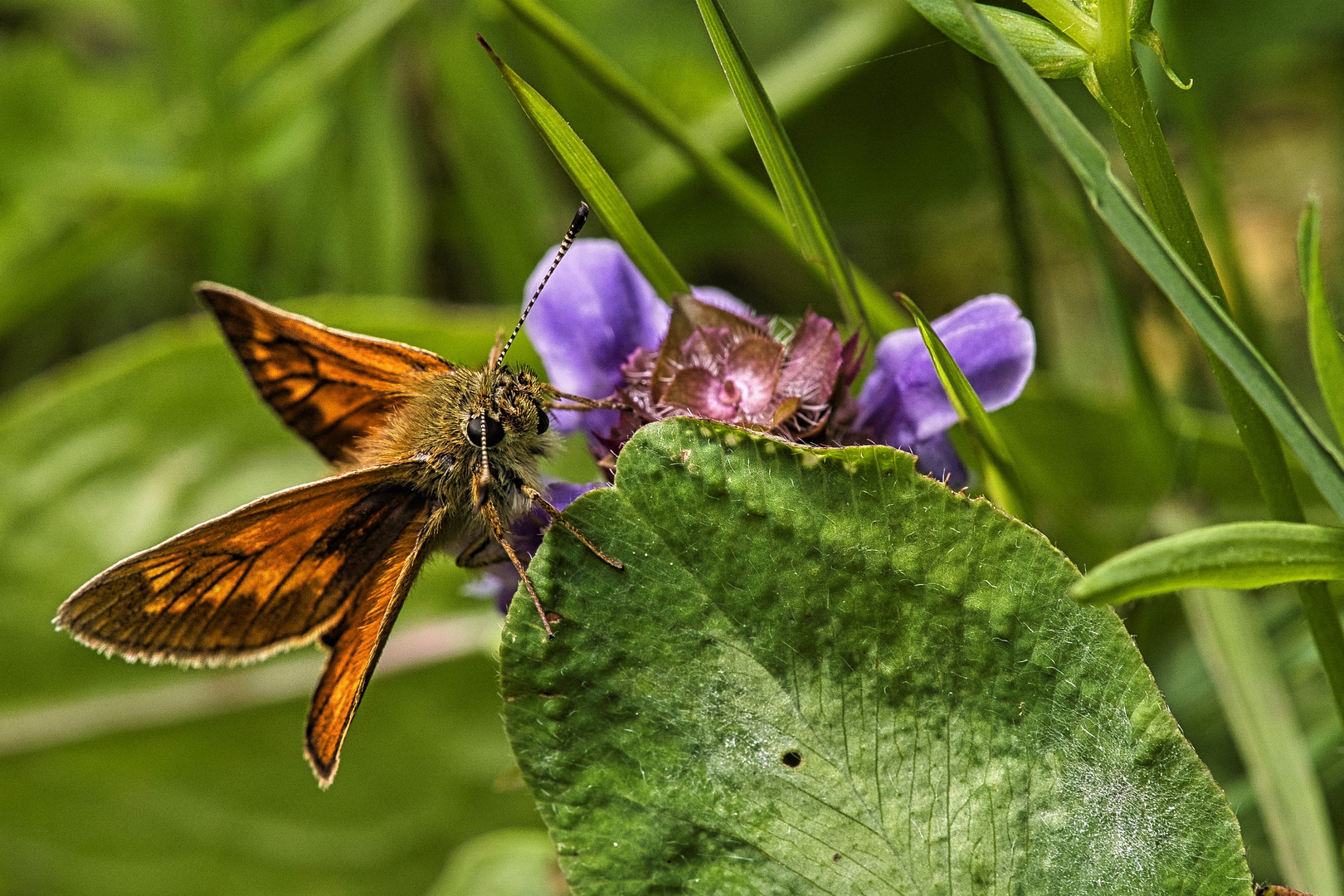 Schmetterling