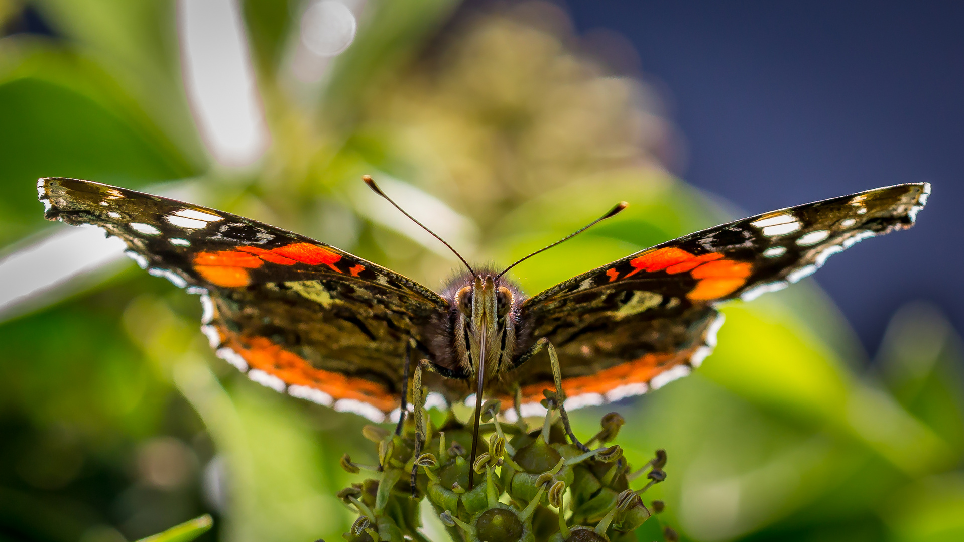 Schmetterling