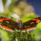 Schmetterling