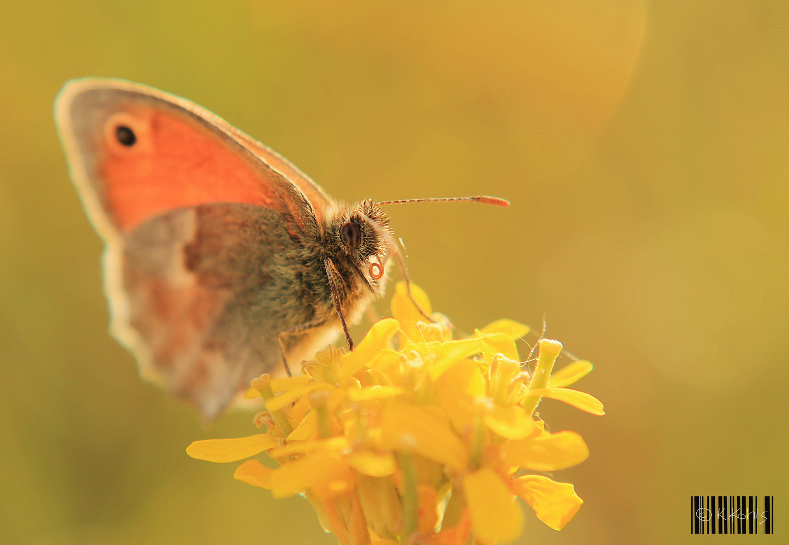 schmetterling