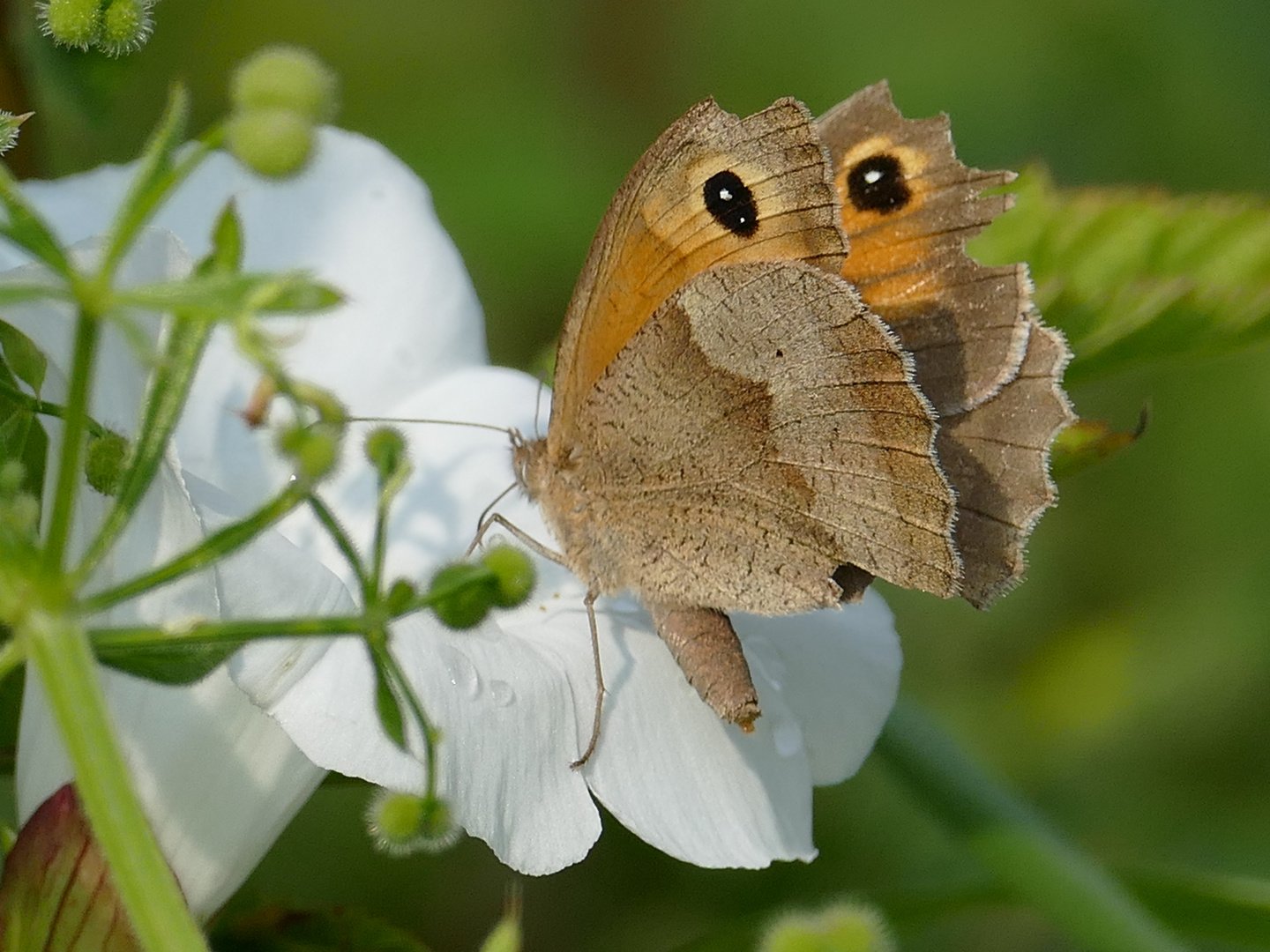 Schmetterling