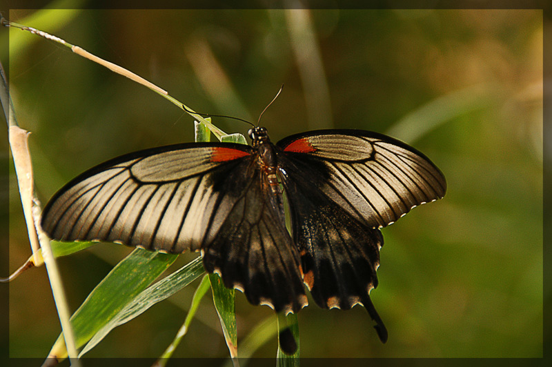 Schmetterling