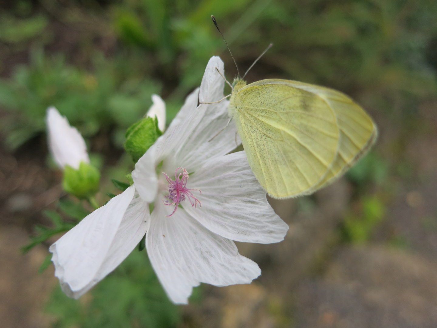 Schmetterling