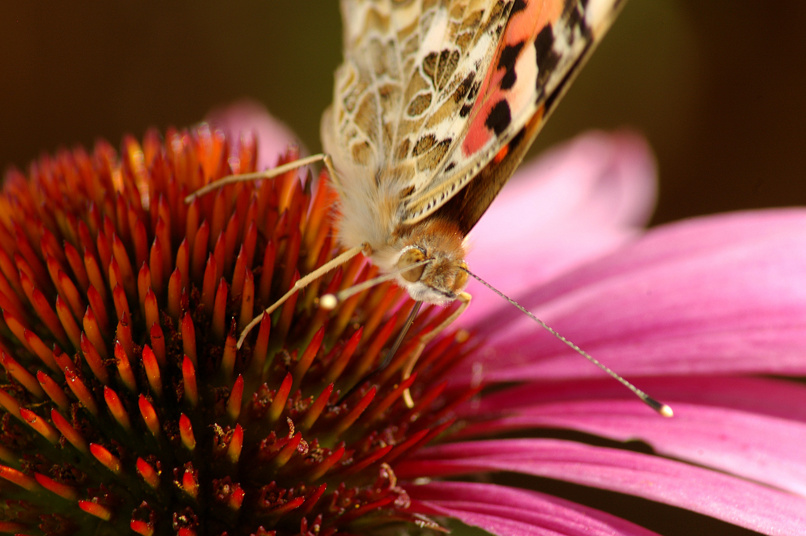 Schmetterling