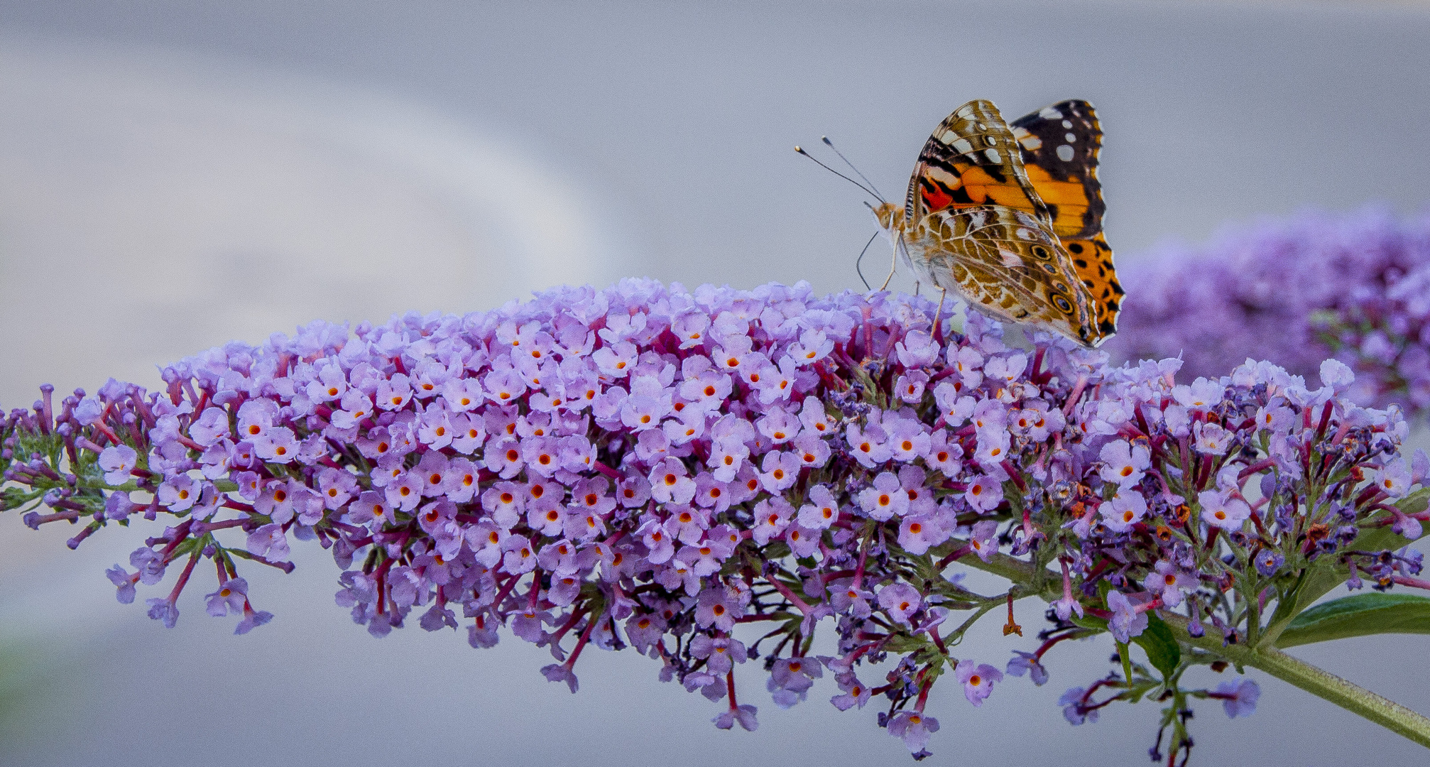 Schmetterling