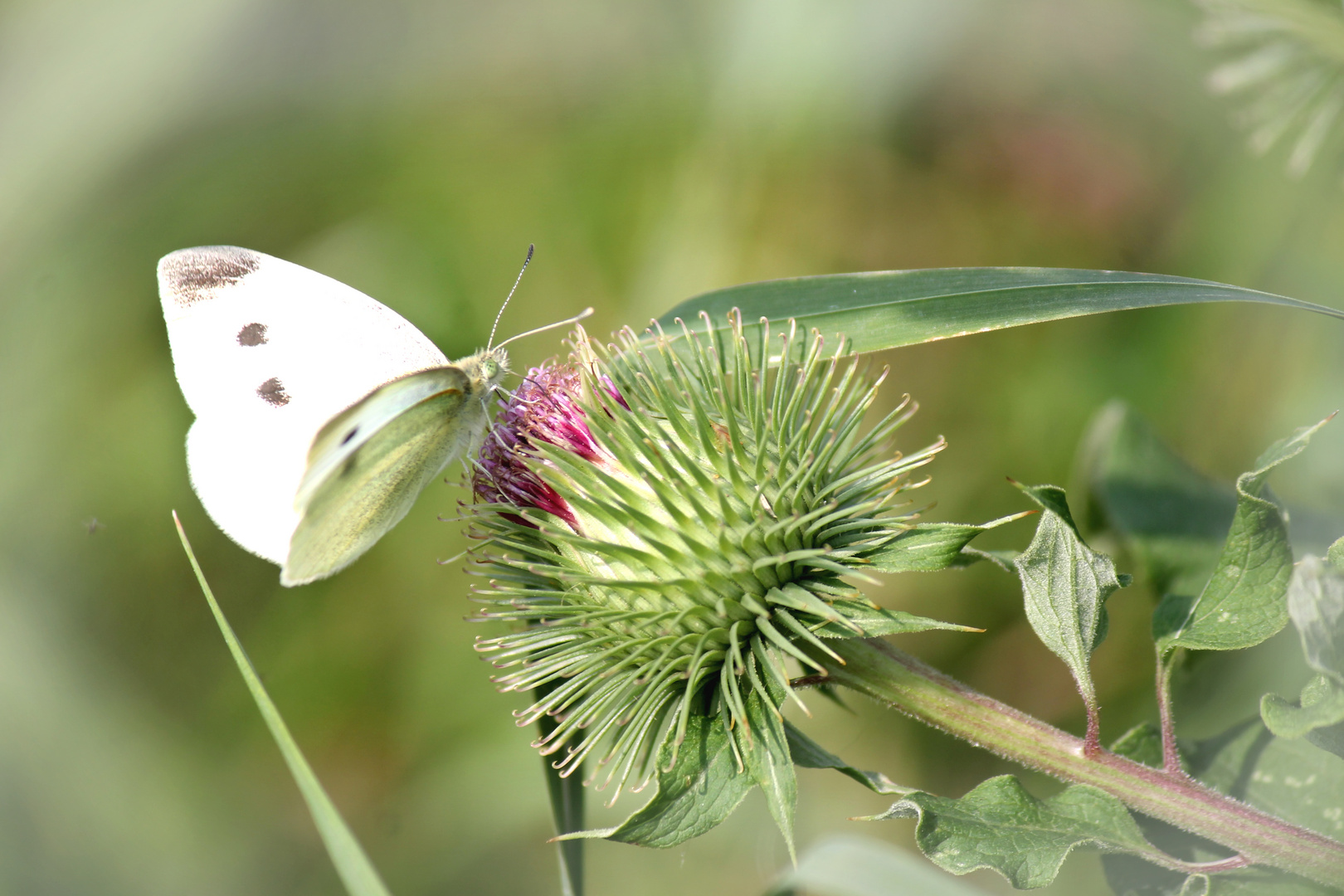 Schmetterling