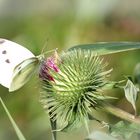 Schmetterling