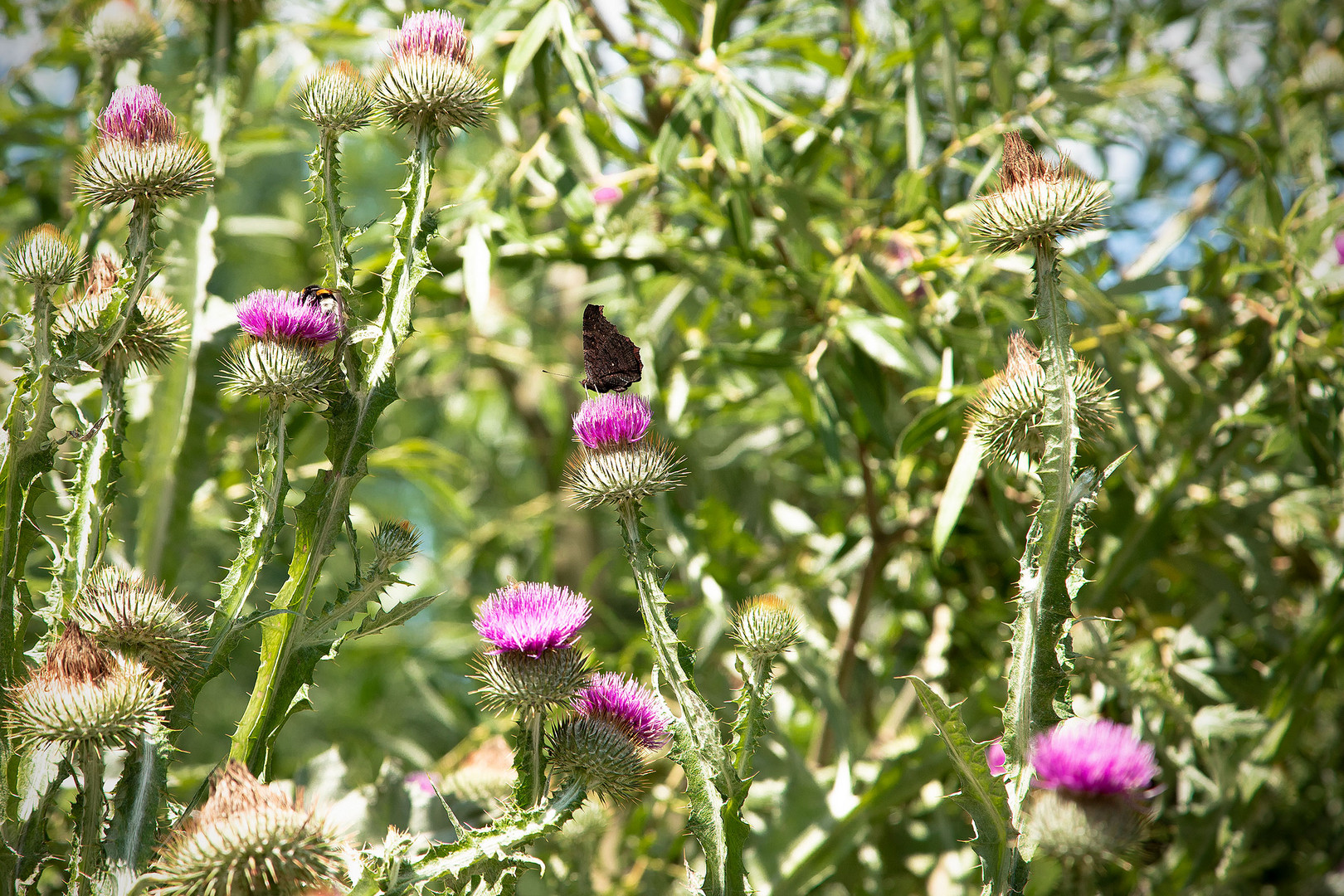 Schmetterling