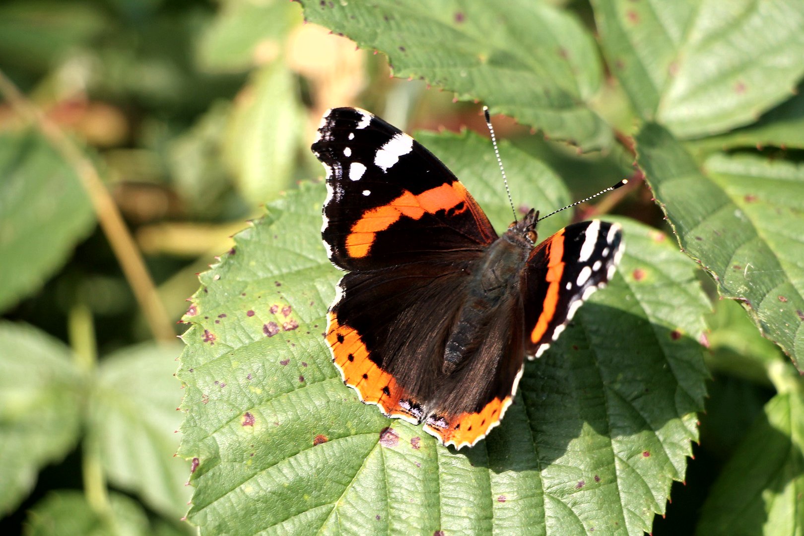 Schmetterling