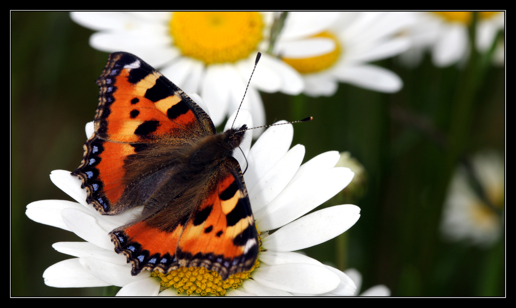 Schmetterling