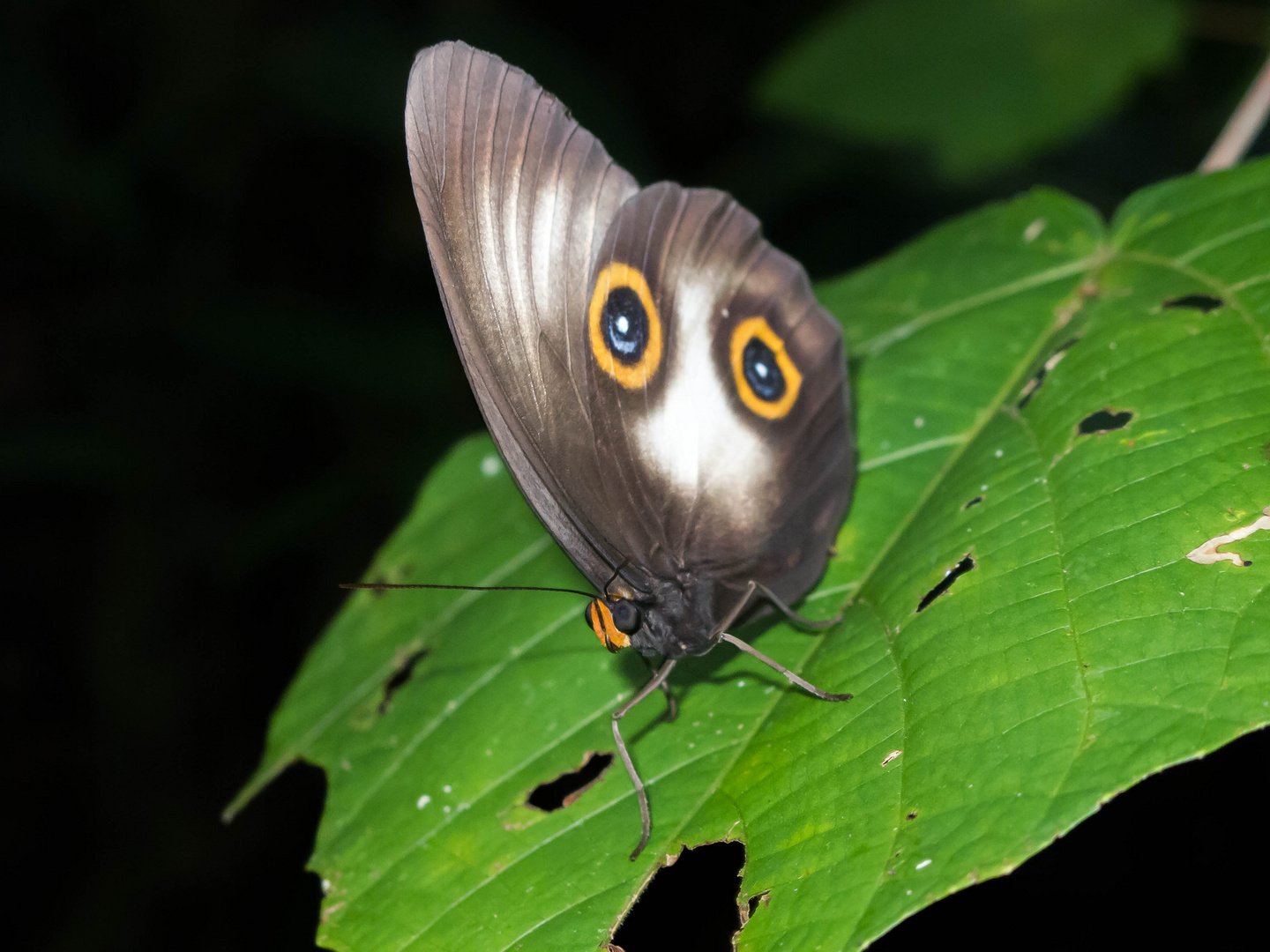 Schmetterling