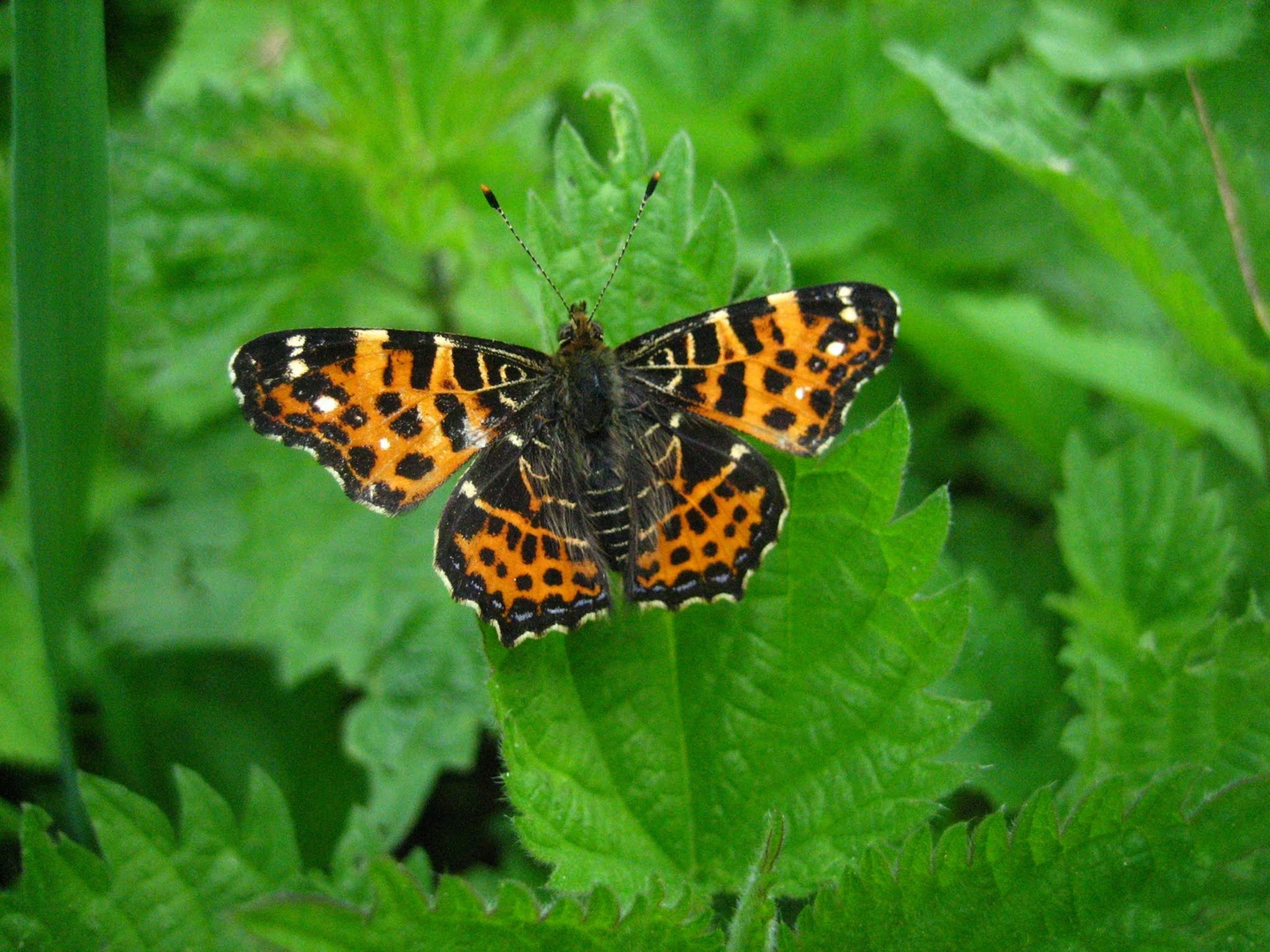 Schmetterling