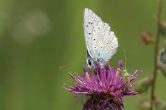 Schmetterling