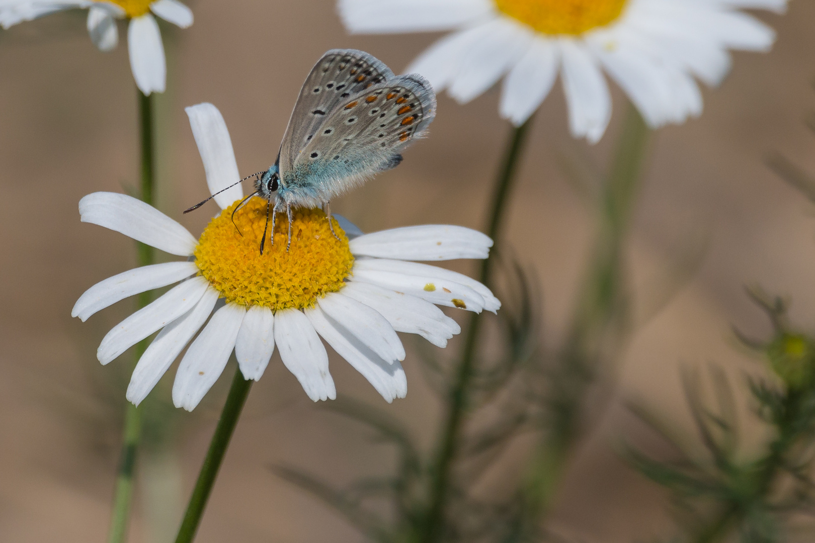 Schmetterling