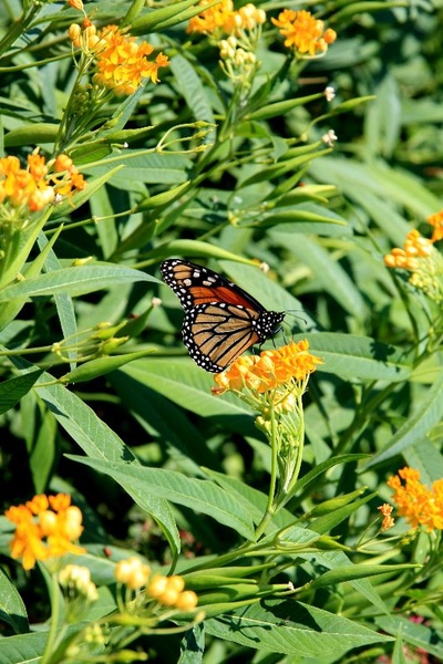 Schmetterling