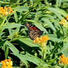 Schmetterling