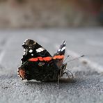 Schmetterling